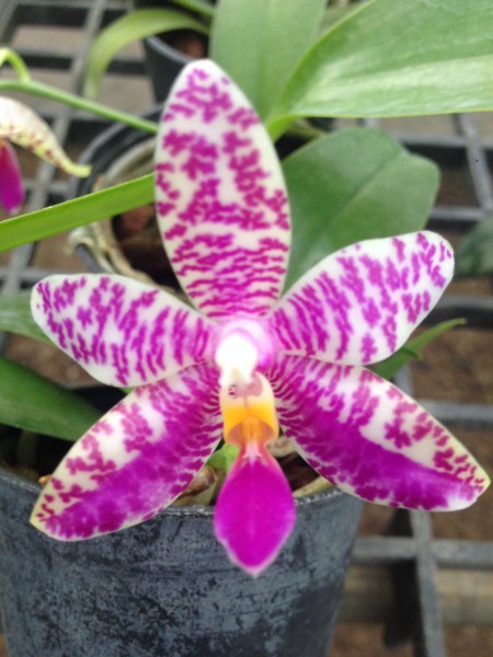 Orchidee Phalaenopsis (amboinensis X hieroglyphica) X Phal.pulchra