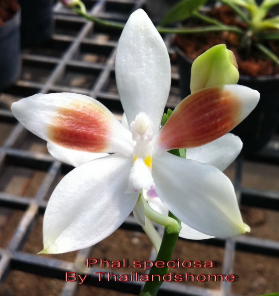 Orchidee Phalaenopsis speciosa