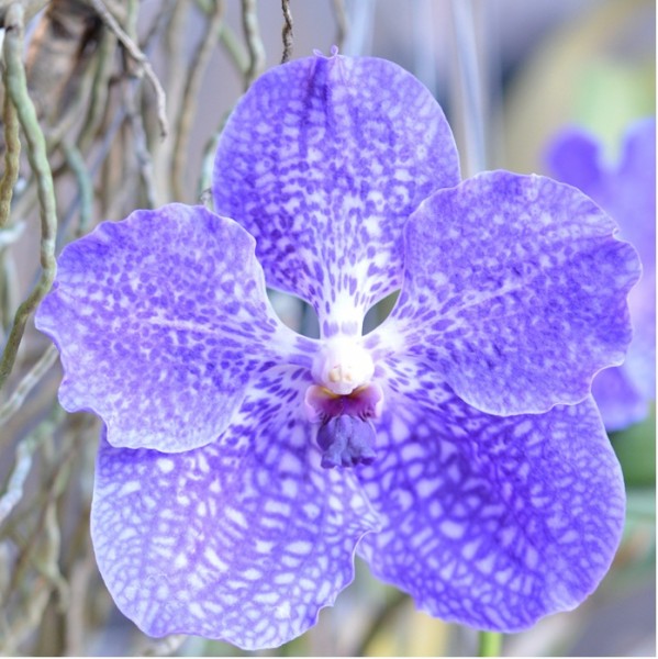 Orchidee Vanda coerulea