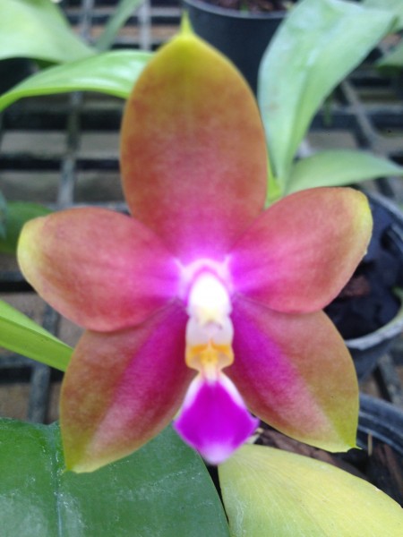 Orchidee Phalaenopsis Penang Girl