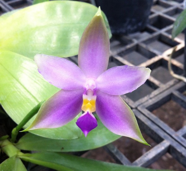 Phalaenopsis violacea