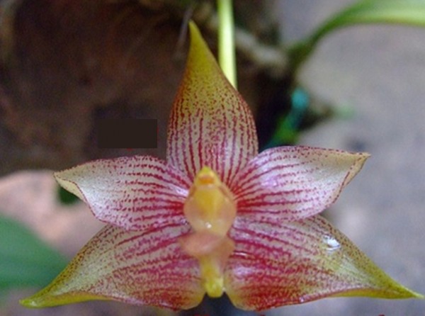 Orchidee Bulbophyllum stockeri