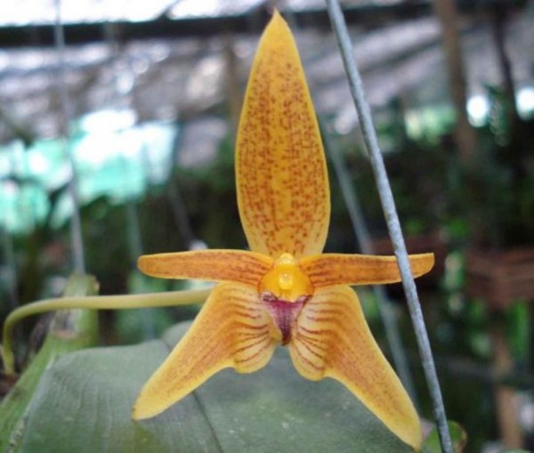 Orchidee Bulbophyllum smitinandii
