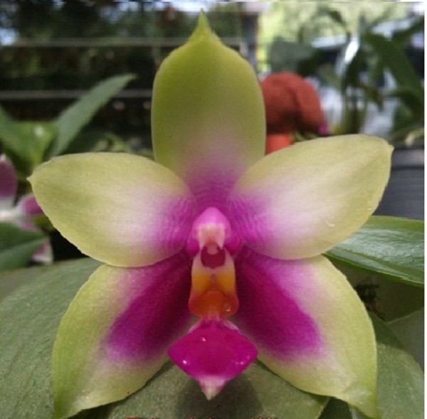 Orchidee Phalaenopsis bellina