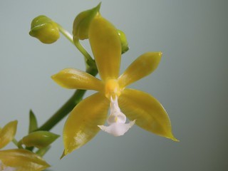 Orchidee Phalaenopsis mannii var flava