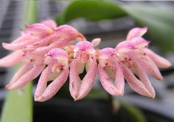 Orchidee Bulbophyllum dentiferum