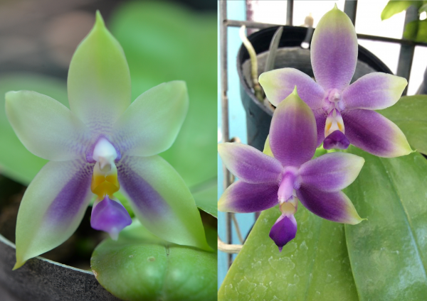 Orchidee Phalaenopsis bellina blue X Phal.violacea var.coerulea