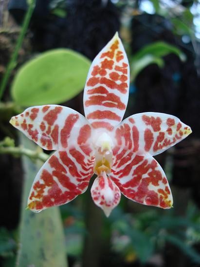 Orchidee Phalaenopsis amboinensis white