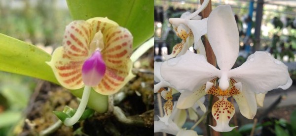 Orchidee Phalaenopsis Java Gem = Phal.javanica X Phal.stuartiana