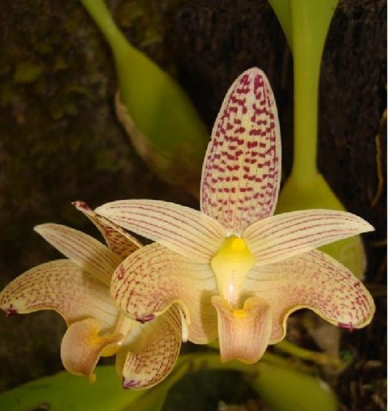 Orchidee Bulbophyllum palawanense