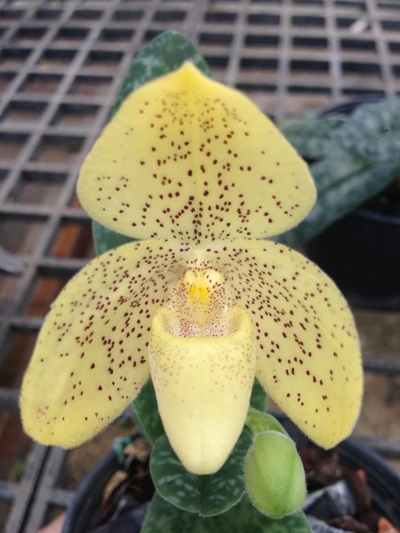 Orchidee Paphiopedilum concolor