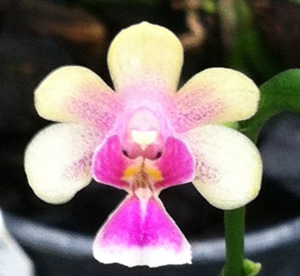 Orchidee Phalaenopsis deliciosa