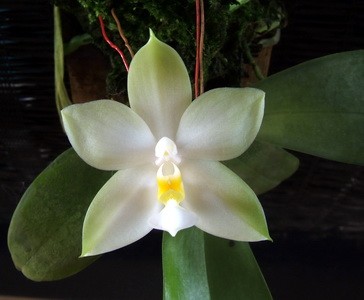 Orchidee Phalaenopsis bellina var. alba