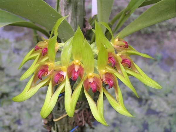 Orchidee Bulbophyllum graveolens