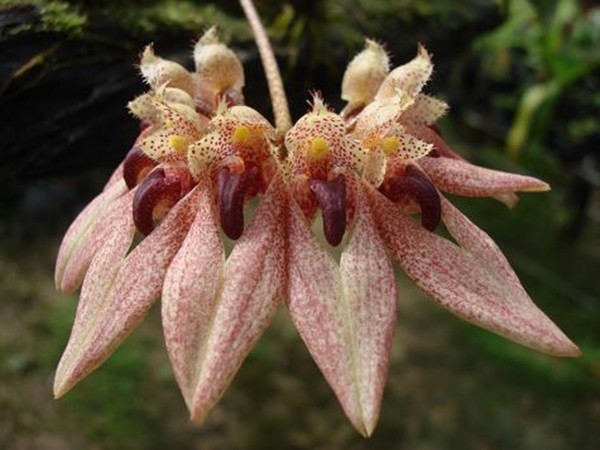 Orchidee Bulbophyllum annandalei red