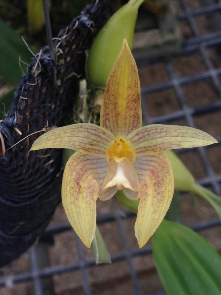 Orchidee Bulbophyllum orectopetalum