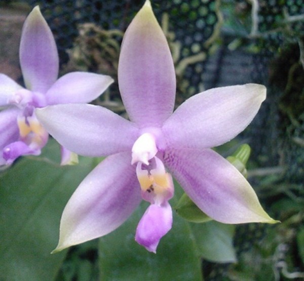 Orchidee Phalaenopsis violacea blue Malaysian