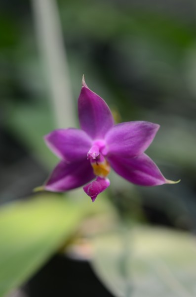 Orchidee Phalaenopsis violacea blue Malaysian X Phal.violacea dark red