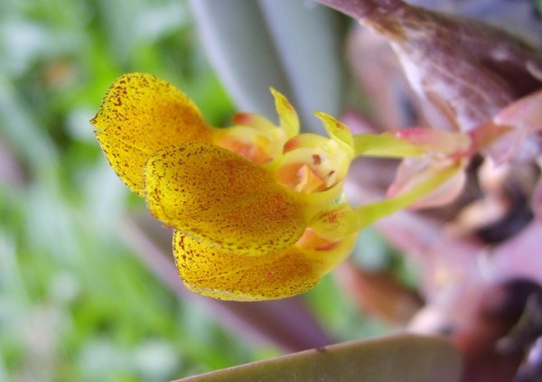 Orchidee Bulbophyllum spathulatum