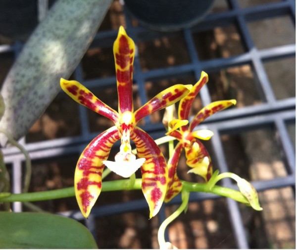 Orchidee Phalaenopsis mannii