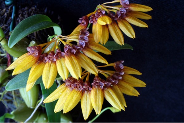 Orchidee Bulbophyllum tigridium