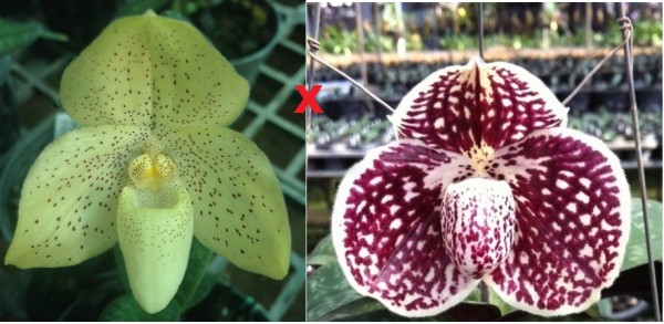 Orchidee Paphiopedilum concolor X Paphiopedilum godefroyae