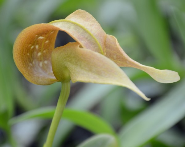 Orchidee Bulbophyllum grandiflorum