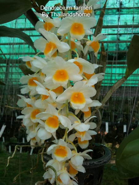 Dendrobium farmeri Orchidee