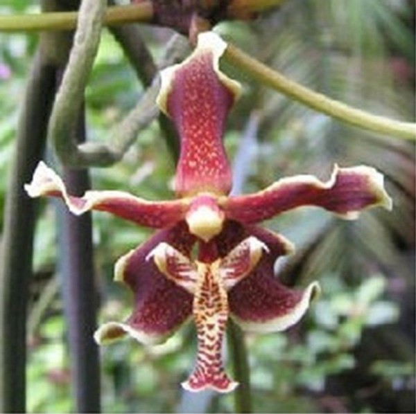 Orchidee Paraphalaenopsis labukensis