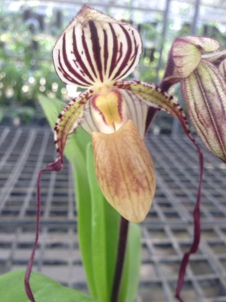 Orchidee Paphiopedilum Kemp Tower