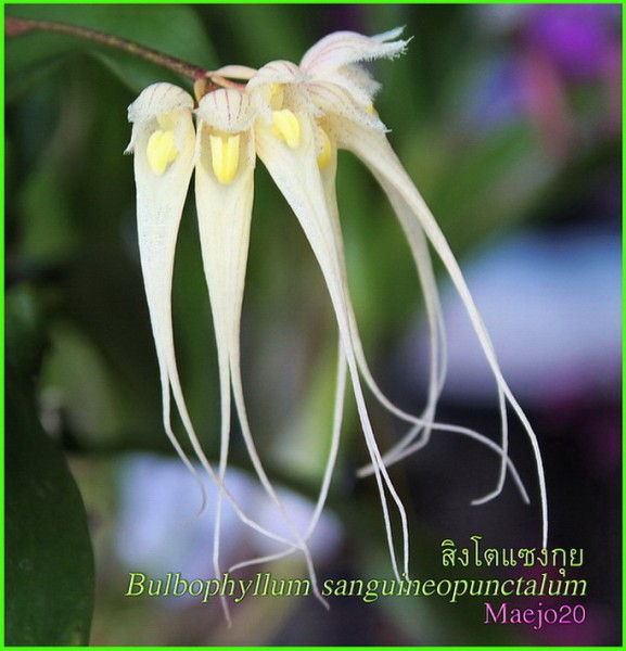 Orchidee Bulbophyllum sanguineopunctalum