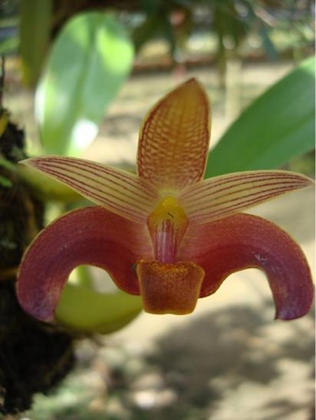 Orchidee Bulbophyllum lobbii