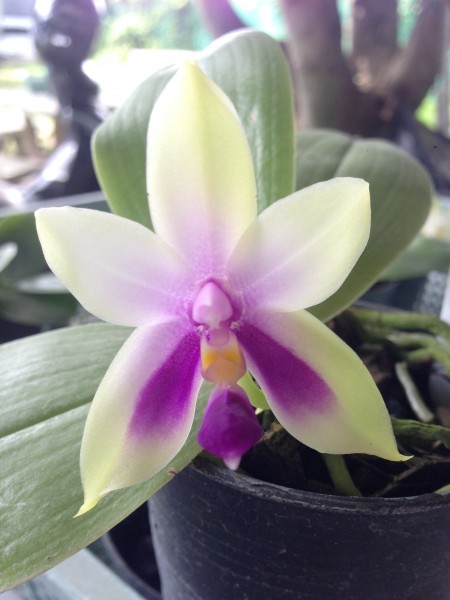 Orchidee Phalaenopsis bellina blue