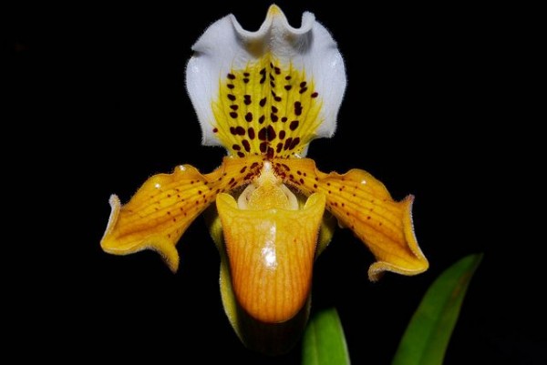 Orchidee Paphiopedilum exul